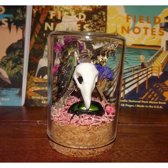 Cicada & Beetle Nature Art Oddity Jar mini vulture skull flowers goth taxidermy - Picture 8 of 10